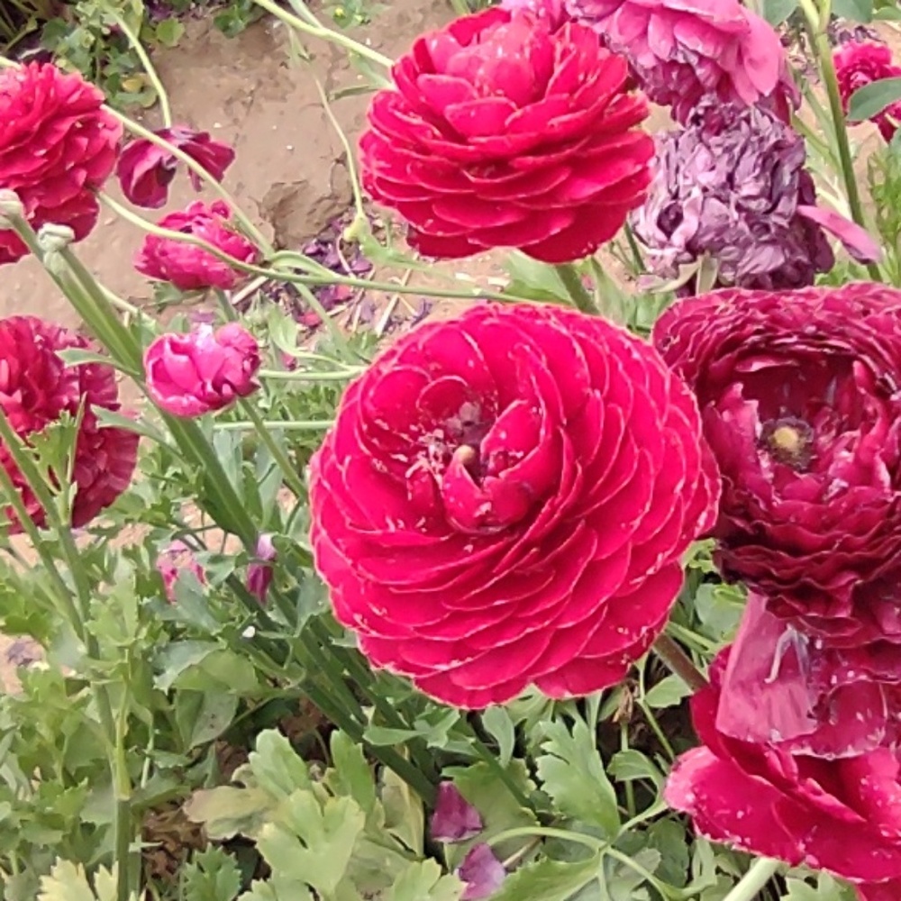 Meet your Posher, Myrriam